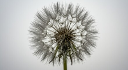 Delicate Dandelion Seed Head Against a Soft Grey Background