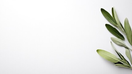 Sage Leaves on White Background: A Minimalist Botanical Image
