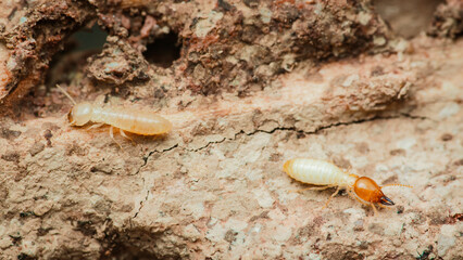 Termites destroying wood in house, close-up view of termite workers