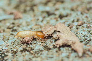 Termite worker crawling on ground looking for food