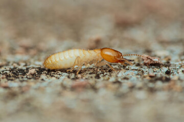 Worker termite crawling on concrete surface seeking food