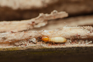 Termite walking on damaged wood in house