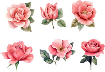 Fototapeta premium set of pink roses vector