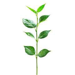 Obraz premium Green leafy plant growing in isolation against a clean white backdrop showcasing its vibrant color and texture, Isolated image green leafy plant growing on Transparent background