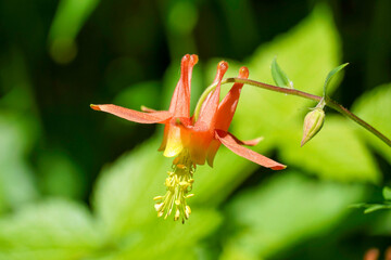 A single Red Columbine flower, with its many stamens, hangs down, showing its magnificent form. 