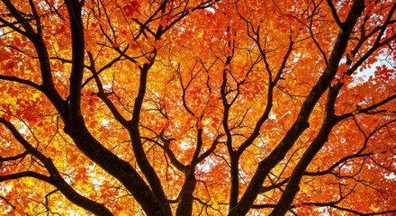 Photo of Backlit Orange Autumn Tree Canopy