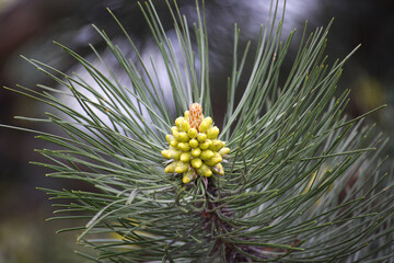 Intricate detail of a pine branch with a young cone in a natural outdoor setting.