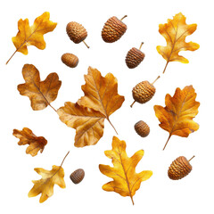 Dry yellow oak leaves and acorns arranged artistically on a bright Transparent background, Dry yellow oak leaves and acorns isolated on PNG background