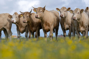 Dairy cow farming. Mammals grazing in the grass. Cow on a ranch. Pasture filled with cows and calves. Bovine cow in the countryside. Field of grazing livestock. Grazing cows.