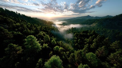Sunrise over misty mountain forest valley