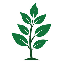 green plant isolated on white background