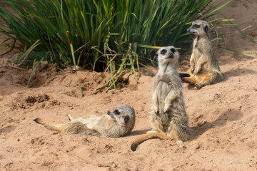 Meerkats play and bask in the sand near lush green grass during a sunny afternoon in a wildlife reserve