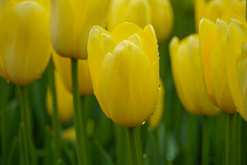 Bright yellow tulips in a vibrant spring garden showcasing nature's beauty with dewdrops glistening...