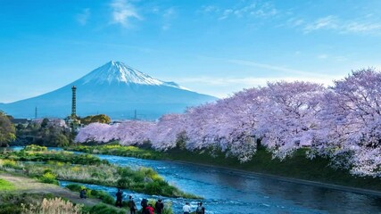 time-lapse landscape sakura tree in river with mountain fuji background and beautiful sky light blue cloud panoramic tourist destination spot 4k HD