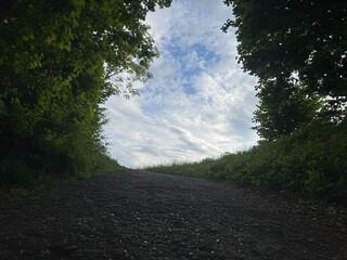road in the forest