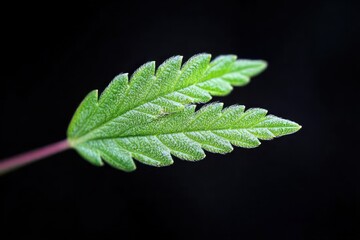 Close-up of a fresh green serrated leaf covered with tiny water droplets on a black background