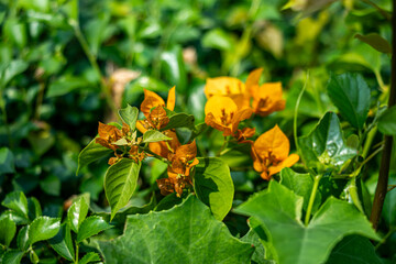 Obraz premium Bougainvillea spectabilis is a thorny vine with colorful bracts