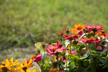 Zinnia is a vibrant, fast growing annual flower bold colors