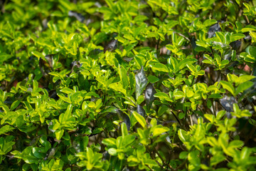 Euonymus japonicus, also known as Japanese spindle or evergreen spindle