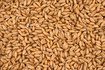 closeup spelt whole grain food background texture