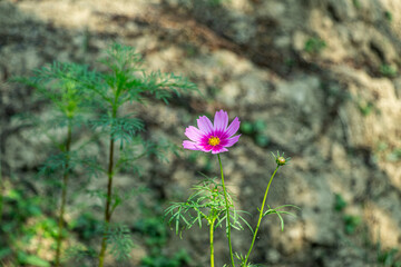 Garden Cosmos Cosmos bipinnatus is a fast growing annual from Mexico