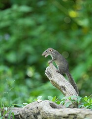 Wild squirrels forage in the wild in Thailand.
