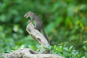 Wild squirrels forage in the wild in Thailand.
