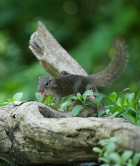 Wild squirrels forage in the wild in Thailand.