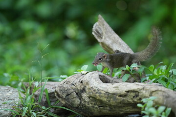 Wild squirrels forage in the wild in Thailand.