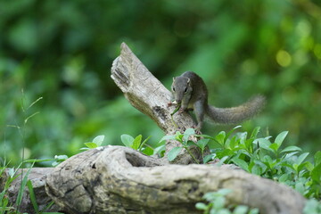 Wild squirrels forage in the wild in Thailand.
