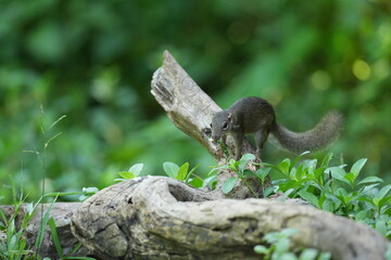 Wild squirrels forage in the wild in Thailand.