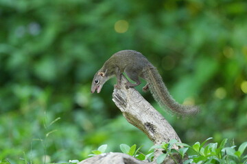 Wild squirrels forage in the wild in Thailand.