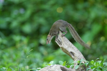 Wild squirrels forage in the wild in Thailand.
