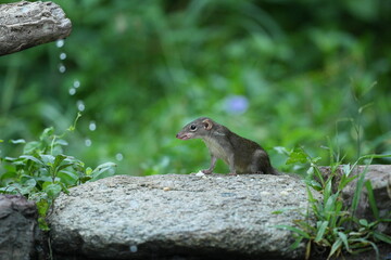 Wild squirrels forage in the wild in Thailand.