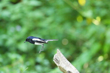 The magpie lives naturally in the forests of Thailand.