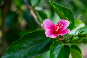 Hibiscus, rosa sinensis, commonly known as Chinese hibiscus or tropical hibiscus