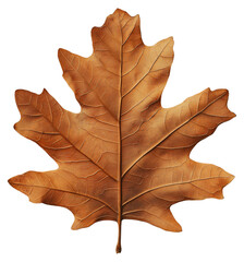 Obraz premium Autumn leaf isolated on transparent background.