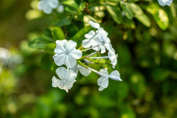 Plumbago auriculata, Cape leadwort, blue plumbago, skyflower style of gardens