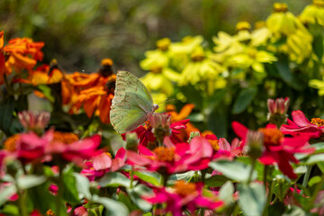Zinnia angustifolia and the garden as a white butterfly flutters