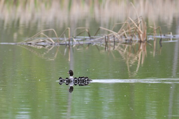 A Common Goldeneye (Bucephala clangula) leads its chicks to a safe harbor in Alaska wetlands.