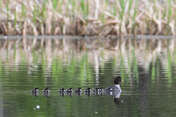 A Common Goldeneye (Bucephala clangula) leads its chicks to a safe harbor in Alaska wetlands.