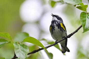 A Yellow-rumped Warbler (Setophaga coronata) calls for a mate in Alaska's boreal forest.