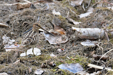 A Wilson's Snipe (Gallinago delicata) blends in with its surroundings in Alaska's boreal forest.