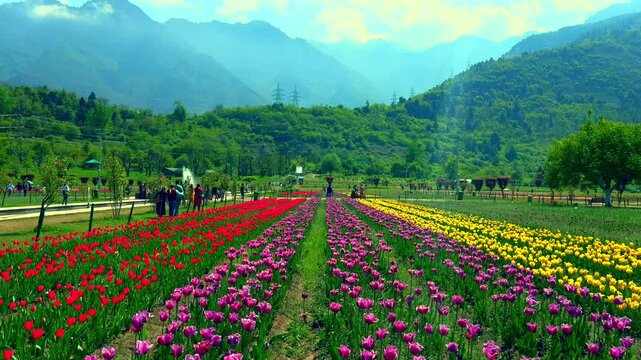 Tulip garden nishat srinagar kashmir india, beautiful colorful flowers, tuliping in april month Clip 56
