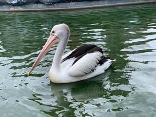 The Australian pelicans (Pelecanus conspicillatus) is a large waterbird of the family Pelecanidae, Australia. usually in groups when on the water.