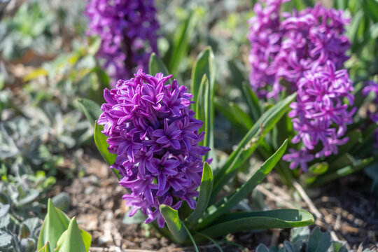 purple flowers in the garden - Powered by Adobe