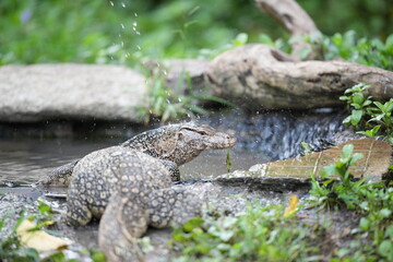 Monitor lizards feed in nature.