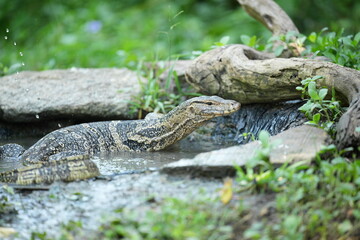 Monitor lizards feed in nature.