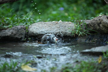 White-breasted waterfowl, foraging in nature