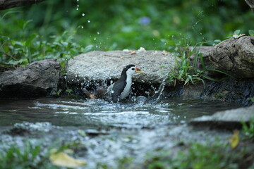 White-breasted waterfowl, foraging in nature